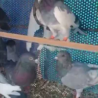 ده تا نر پلاکی و دورگ|پرنده|شیراز, دشت چنار|دیوار