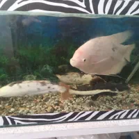 ماهی اسفراناموس