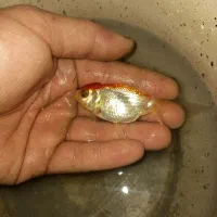 گلد فیش و ماهی قرمز