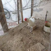 مرغ و خروس|حیوانات مزرعه|جم, |دیوار