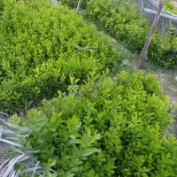 پیته نشاه لیمو