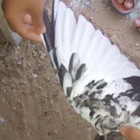 کفتر سینه ای دو رگه