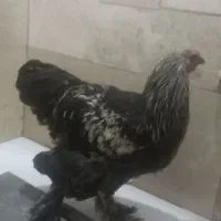 مرغ خروس برهما