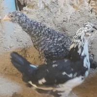 نیمچه مرغ و خروس گلین و بومی لری