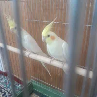 جفت عروس هلندی کینگ سایز|پرنده|خرمدره, |دیوار