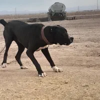 سگ اصیل|کفش و لباس بچه|خواف, |دیوار