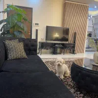 پودل تریر |سگ|قزوین, |دیوار