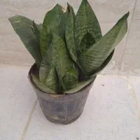 گل های طبیعی