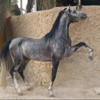 نریون کورد|حیوانات مزرعه|شیراز, آزادگان|دیوار