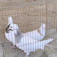 جوانه طوقی