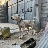 سگ داگو ارژانتینو