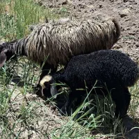 میش یک‌ساله و بره ۴ ماهه