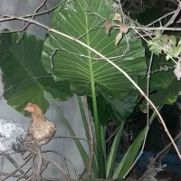 تعدادی گیاه یوگا و بابا آدم|گل و گیاه طبیعی|گتاب, |دیوار