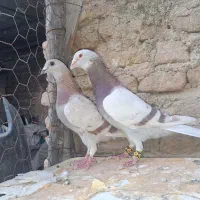 فروش جفت غوره پیازی یا مسجدی با دو جفت جوجه