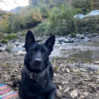 ژرمن بلک گمشده