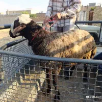 گوسفند تراش جهت قربانی گوشت لذیذ