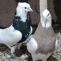 چند جفت طوقی ضمانتی|پرنده|فیروزآباد, |دیوار