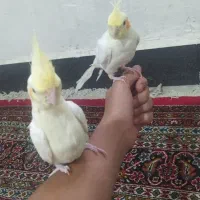 یک جفت عروس هلندی دستی