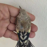 تعدادی جوجه سهره همگی به شرط نر ضمانتی