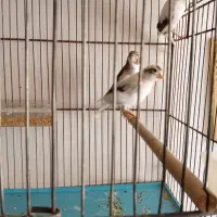 جوجه قناری های سفید طوسی