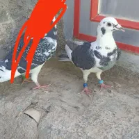 ماده ابلغ دم سفید
