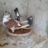 کبوتر پلاکی ونره دورگ|پرنده|فومن, |دیوار