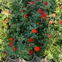 خدمات باغبانی هرسکاری سمپاشی|خدمات باغبانی و درختکاری|تهران, بلوار کشاورز|دیوار