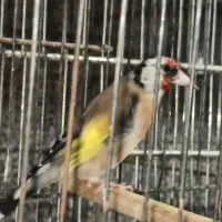 ماده سهره سه ساله آماده