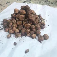 دمبلان یا قارچ کوهی