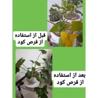 گلستان بیار ب خونه|گل و گیاه طبیعی|رفسنجان, |دیوار