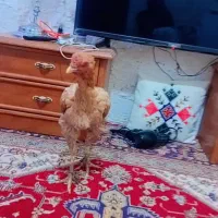 مرغ و خروس|حیوانات مزرعه|چابهار, |دیوار