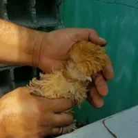 مرغ خروس|حیوانات مزرعه|رشت, گلزاران|دیوار