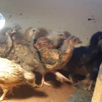 جوجه یک ماهه