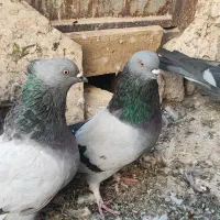 کبوتر سبز پرودولا نروماده|پرنده|بروجن, |دیوار