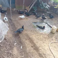 اردک اسراییلی (ژاپنی).