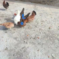 مرغ خروس محلی تخم گزار درجه یک