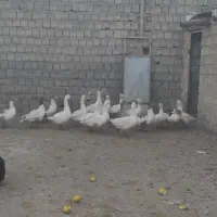 فروش غازهای محلی|حیوانات مزرعه|نقده, |دیوار