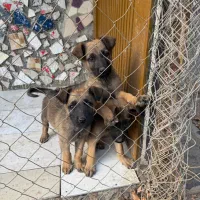 توله سگ سرابی ژرمن