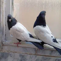 کفتر سینه سیاه و طوقی سرخ|پرنده|مشهد, انقلاب|دیوار