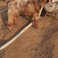 فروش کهره نر|حیوانات مزرعه|دیلم, |دیوار