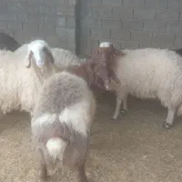 ۹تا بره چاق  پروار  فروش