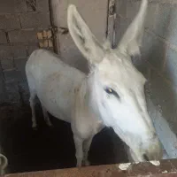 الاغ ماده با کره