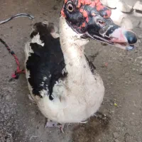 اردک اراعیلی|حیوانات مزرعه|رامیان, |دیوار