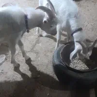 دو عدد چکل سانن|حیوانات مزرعه|فسا, |دیوار