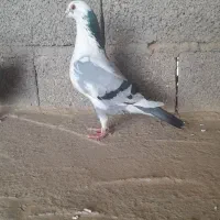 کبوترپلنگی