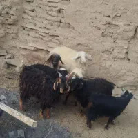 بره و بزغاله نر سبک وزن