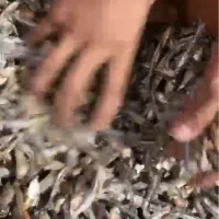 فروش ماهی متوتا درجه ۲|ماهی|قشم, |دیوار