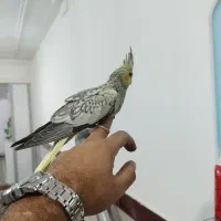 عروس هلندی نر تقریبا دوماهه|پرنده|کرج, شهرک سهرابیه|دیوار