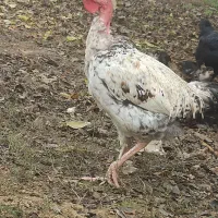 خروس محلی اصل گردن لخت