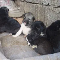 واگذاری فوری